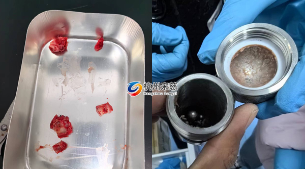 宋慈多樣品組織研磨儀顯神威|大鼠頭骨RNA提取輕松搞定！